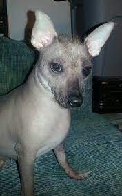 Hairless Chihuahua Chihuahua Animals Hairless