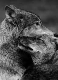 Animal Love Wolf Love Animals Animals Black And White