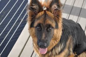 The cheapest offer starts at £250. Happy Half Birthday Kipling Puppy 6 Months Old Justin Bog