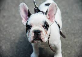 Who can resist the temptation to adopt a puppy that is as cute as a french bulldog! French Bulldog Frenchie Puppies For Sale Akc Puppyfinder