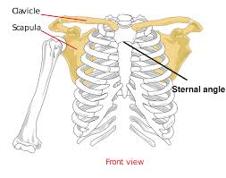If you're thin, it can sometimes even be seen when you're laying down. Where Is The Heart Located And Why It Matters To You