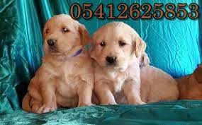 golden yavru ilanlari golden retriever retriever