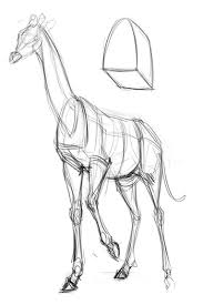 Comment dessiner un animal et plus précisément une joli girafe jaune avec un. Comment Dessiner Une Girafe Blog Dessindigo