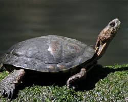 Image of Pacific Pond Turtle