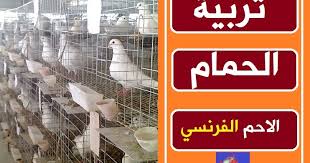 قبل يومين و 16 ساعة. Ø§Ù„Ø­Ù…Ø§Ù… Ø§Ù„Ø§Ø­Ù… Ø§Ù„ÙØ±Ù†Ø³ÙŠ Ø§Ù„Ø§Ø¨ÙŠØ¶ Ø§ØµÙ„ Ø§Ù„Ø³Ù„Ø§Ù„Ø© ÙˆØ§Ù„Ù…ÙˆØ§ØµÙØ§Øª
