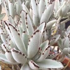 Plant Kalanchoe Tomentosa Panda Plant Plants Perfect Plants Healthy Plants