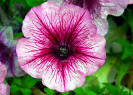 Petunias do not like to grow in stagnant water. Attractive In The Dark How Petunias May Help To Feed Humanity Thesciencebreaker