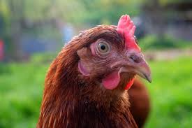 10 Surprising Facts About Chickens Peta Funny chickens walking in line on road. 10 surprising facts about chickens peta