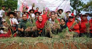 Panen 400 Kg Bawang Merah di Semarang, Hevearita: Kota Semarang Bisa Daulat  Pangan – Berita Terkini Jawa Tengah dan DIY