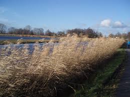 wuivend riet bij t weegje groen tuin gouda