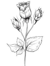 Maybe you would like to learn more about one of these? Kumpulan Gambar Sketsa Gambar Bunga Sketsa Bunga Sketsa Gambar