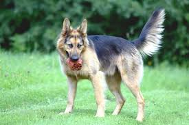 With pets living longer than ever, cancer has become a diagnosis that we see more commonly in older dogs. Anal Adenoma In Dogs What You Need To Know Vet Approved Advice