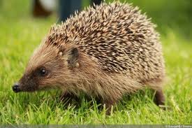 Igelkot Erkennen Wie Sieht Der Kot Aus Gartendialog De Igel Igel Im Garten Hausratten