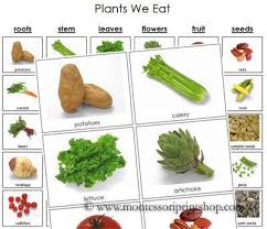 Plants We Eat Printable Montessori Nutrition And Health Materials For Montessori Learning At Home And Montessori Science Healthy Habits Preschool Montessori