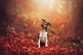 Check spelling or type a new query. Behind The Lens Anne Geier And Pet Portraits Topaz Labs Blog Dog Photography Outdoor Animal Photography Dogs Animal Photography