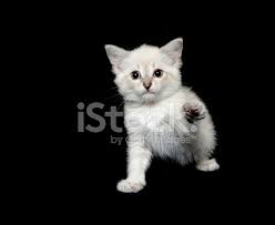 Sevimli Beyaz Kedi Yavrusu Siyah Stok Fotograflari Freeimages Com