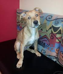 Louis county and surrounding metro area. Wednesday S Foster Dog Meet Momo A Puppy For Adoption In St Louis Gateway Pet Guardians