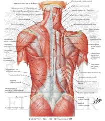 Stockbyte / getty images anatomical study of the skull is a worthwhile component of your figure drawing study. Muscles Of Back Superficial Layers Superficial Muscles Posterior Neck And Back
