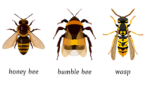 Yes it can, but, fortunately, they aren't as aggressive as other bees. Wasps Bees And Hornets What S The Difference The Old Farmer S Almanac