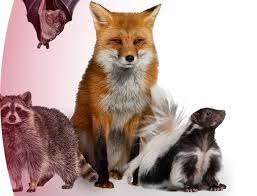 Image result for Rabies