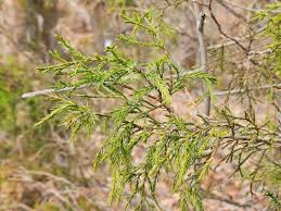 Image result for Juniperus procera