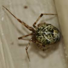 How To Identify Venomous House Spiders Dengarden