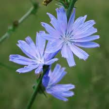 Image result for Cichorium intybus