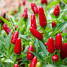 Check spelling or type a new query. Thai Hot Ornamental Pepper High Heat Beautiful Color