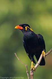 Oops World Birds Pet Birds Beautiful Birds