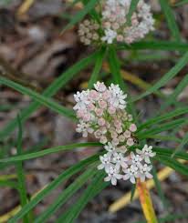 Image result for Asclepias graminifolia