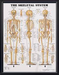 Skeleton bone diagram of hip, foot, knee and ankle joint with names for medical education poster template. The Skeletal System Chart 20x26 Human Skeleton Anatomy Skeleton Anatomy Human Bones Anatomy