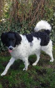 Check spelling or type a new query. Goldendoodle Size Breed Lifespan And Other Facts