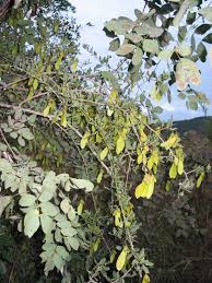 Image result for Securidaca longepedunculata