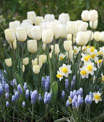 How To Care For Spring Flower Bulbs After They Bloom Longfield Gardens Spring Garden Flowers Bulb Flowers Spring Flowering Bulbs