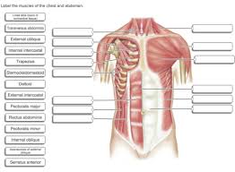 This is when one of the two biceps tendons in the shoulder is torn away from. Quiz Ch 10 Copy Diagrams Flashcards Quizlet