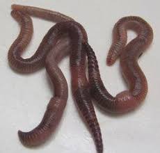 In fact some worm industry leaders predict that someday european night crawlers (enc) will become more popular than red worms.euros are a great pick for vermicomposting, using worms to compost. European Nightcrawler Alchetron The Free Social Encyclopedia