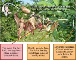 Maybe you would like to learn more about one of these? 2019 Fire Blight Survey Eastern New York Commercial Horticulture Cornell University Cornell Cooperative Extension