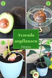 Sie Mochten Ihren Eigenen Avocadobaum Aus Einem Avocadotopf Pflanzen Hier Finden Sie Avocadobaum Avo Avocado Tree Avocado Plant Growing An Avocado Tree