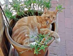Soigner Son Chat Avec Les Plantes Quelques Remedes Naturels Les Plantes Medicinales Pour Soigner La Constipati Remedes Naturels Sante Animale Chats Adorables