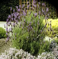 Voilà une plante qu'on ne peut dissocier du pourtour méditerranéen, des garrigues, et plus particulièrement des territoires de terres pauvres et le sol doit être très drainé, très pauvre et peu acide. Lavande Planter Et Bouturer Ooreka