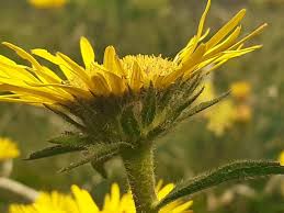 Image result for Pentanema