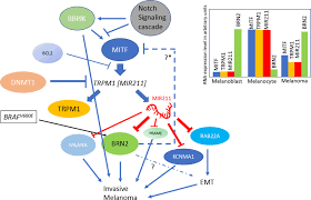 Maybe you would like to learn more about one of these? Frontiers The Paradoxical Behavior Of Microrna 211 In Melanomas And Other Human Cancers Oncology
