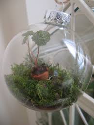 Pin By Lewis Ginter Botanical Garden On Plants We Love Mini Garden Little Gardens Terrarium