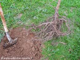 Quels arbres fruitiers planter ? La Meilleure Periode Pour Planter Arbres Et Arbustes