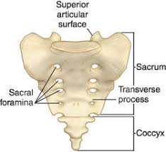 Vertebrate, any animal of the subphylum vertebrata. Sacral Ala Definition Of Sacral Ala By Medical Dictionary