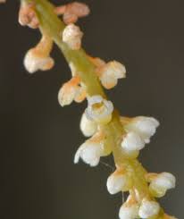 Image result for Microcoelia exilis