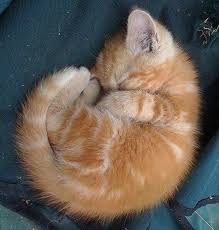 Patileri Opulesiceler Sayfa 2 Forumtutkusu Com Forum Tutkunlarinin Tek Adresi Kedi Cats Hayvanlar