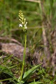 Image result for Satyrium chlorocorys