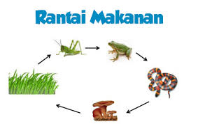 Rantai makanan sendiri merupakan proses pemindahan energi yang berasal dari satu organisme ke organisme lainnya. Rantai Makanan Pengertian Komponen Jaring Dan Contohnya Nekopencil