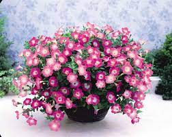 Maybe you would like to learn more about one of these? Opera Supreme Pink Morn Petunia Multiflora Pelleted Stokes Seeds